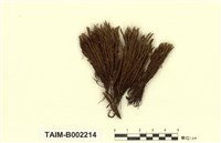 藏品(珠苔屬)的圖片